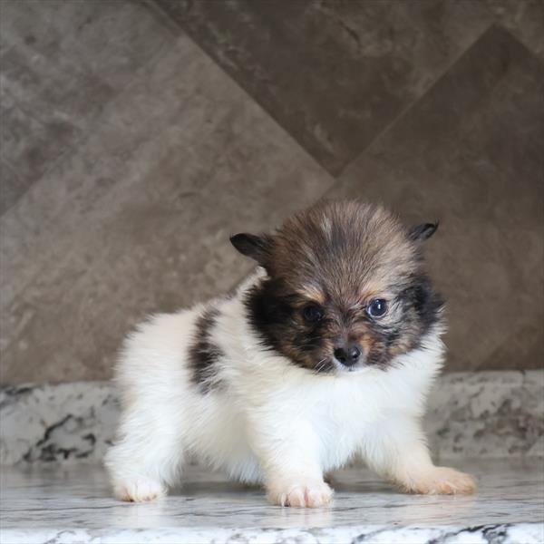 [#251723-06]  - Sable / White F Pomeranian Puppies for Sale
