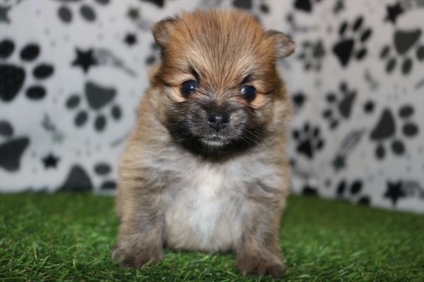 [#251290-02]  - Sable M Pomeranian Puppies for Sale