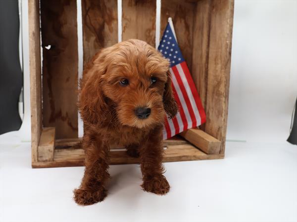 [#251403-06]  - Red F Goldendoodle Mini 2nd Gen Puppies for Sale