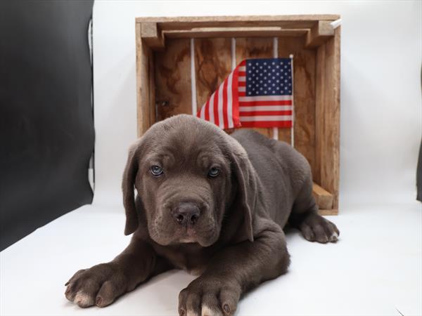 [#251744-02]  - Blue M Cane Corso Puppies for Sale