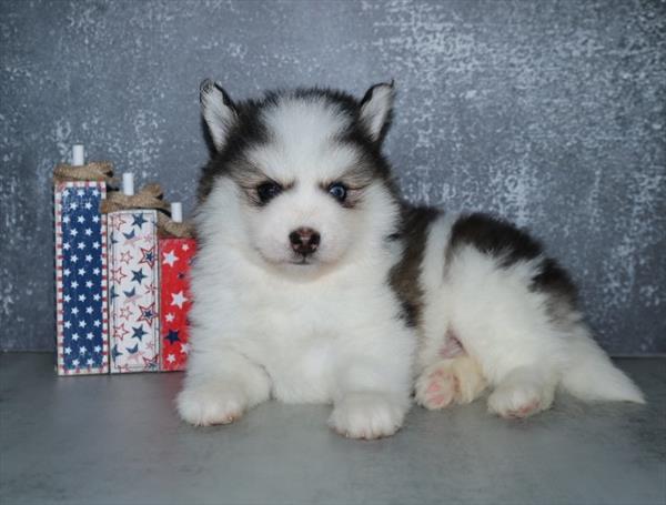 [#251578-02]  - Black / White M Pomsky Puppies for Sale