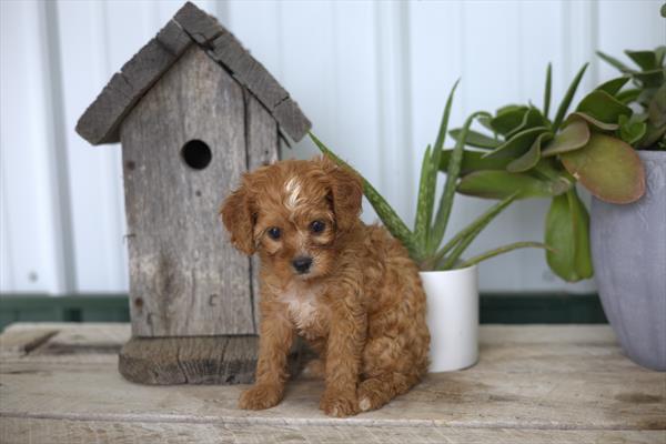 [#251825-03]  - Red / White F Cavapoo Puppies for Sale