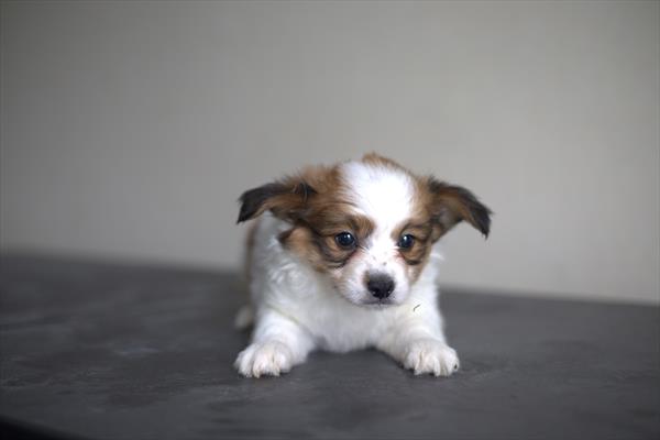[#251663-01]  - Sable / White M Papillon Puppies for Sale