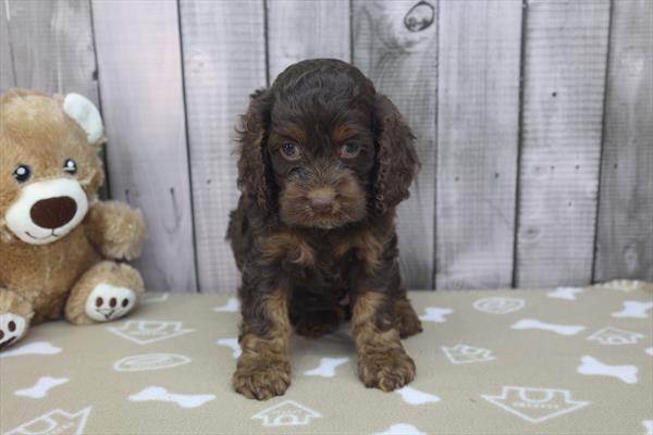 [#251649-03]  - Chocolate F Cock A Poo Puppies for Sale