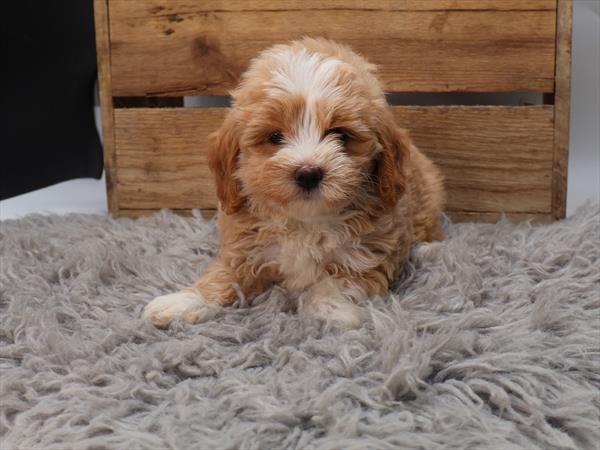 [#251819-06]  - Tan / White F Maltipoo Puppies for Sale