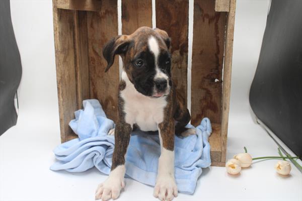 [#251503-03]  - Brindle / White F Boxer Puppies for Sale