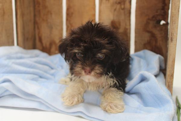 [#251533-03]  - Chocolate / White F Havanese Puppies for Sale