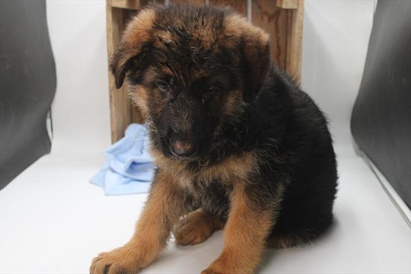 [#252008-01]  - Black / Red M German Shepherd Dog Puppies for Sale