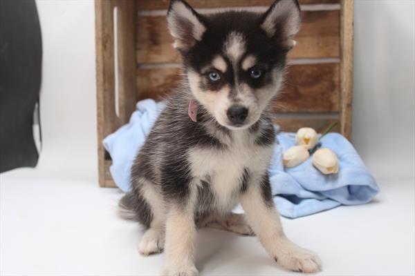 [#251829-02]  - Black / White M Alaskan Klee Kai Puppies for Sale