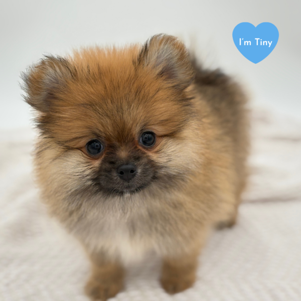 [#251290-02]  - Sable M Pomeranian Puppies for Sale