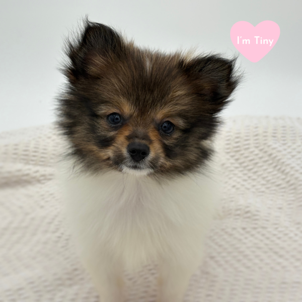 [#251723-06]  - Sable / White F Pomeranian Puppies for Sale