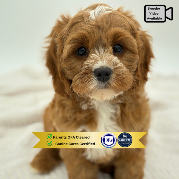 [#251794-01]  - Red / White M Cavapoo Puppies for Sale