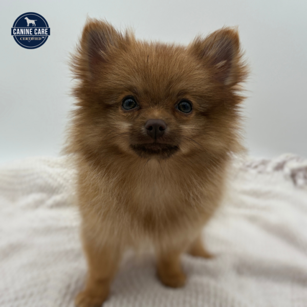 [#251427-05]  - Brown F Pomeranian Puppies for Sale