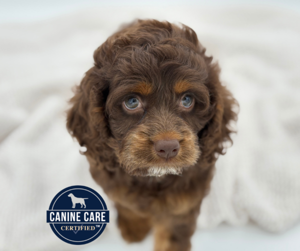 [#251649-03]  - Chocolate F Cock A Poo Puppies for Sale