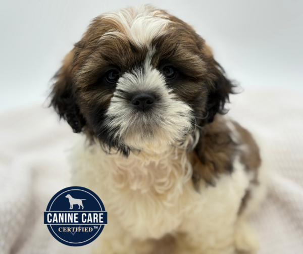 [#251266-02]  - Brown / White M Shih Tzu Puppies for Sale