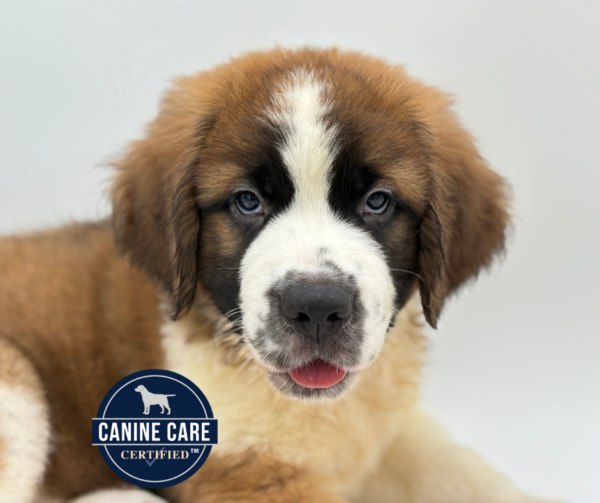 [#25170-01]  - Sable / White M Saint Bernard Puppies for Sale