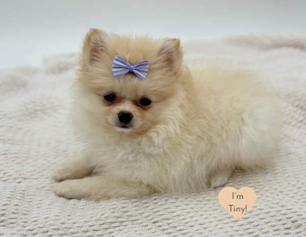 [#251556-06]  - White F Pomeranian Puppies for Sale