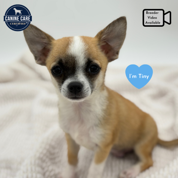 [#251057-01]  - Red Sable M Chihuahua Puppies for Sale