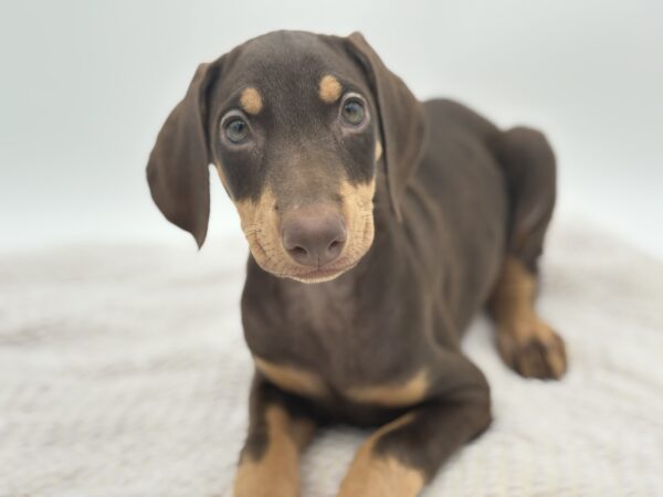 [#251471-09]  - Brown / Rust F Doberman Pinscher Puppies for Sale