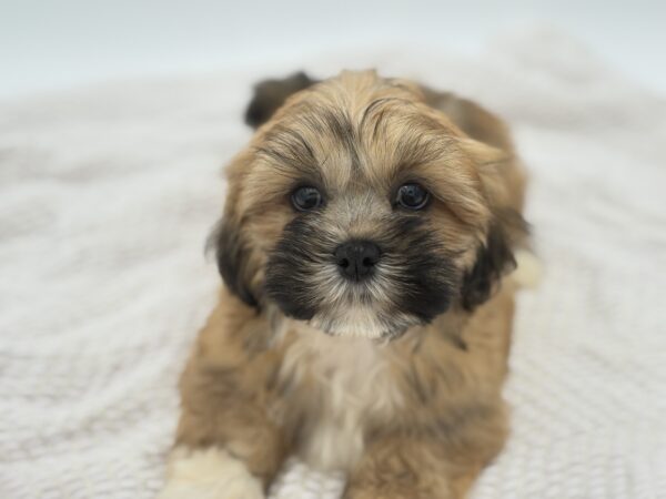[#251500-03]  - Brindle M Lhasa Apso Puppies for Sale