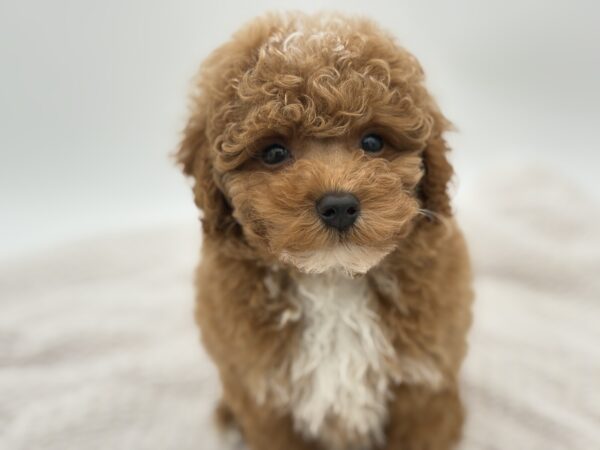[#251373-03]  - Red M Poodle Puppies for Sale