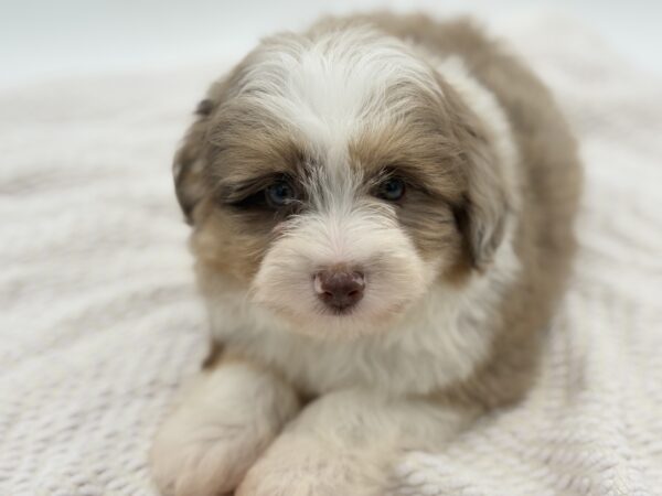 [#251191-02]  - Chocolate Merle M Aussiechon Puppies for Sale