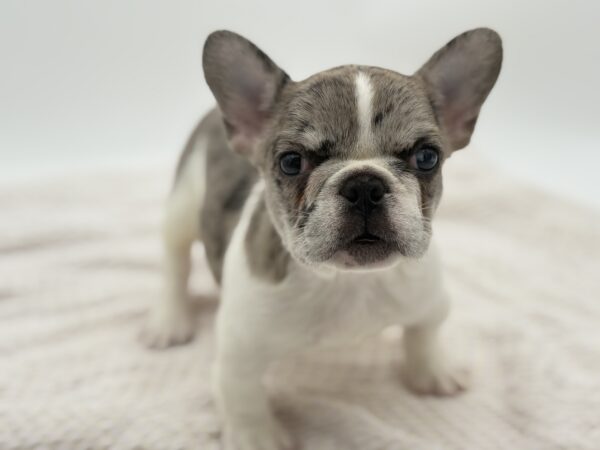 [#251480-01]  - Blue Fawn Merle M French Bulldog Puppies for Sale