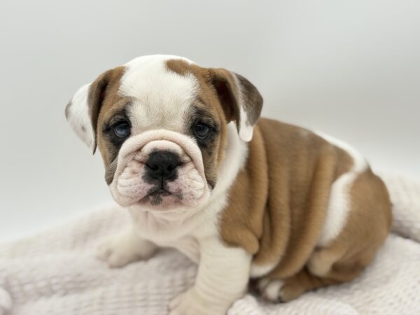 [#251889-02]  - White / Red M English Bulldog  Puppies for Sale