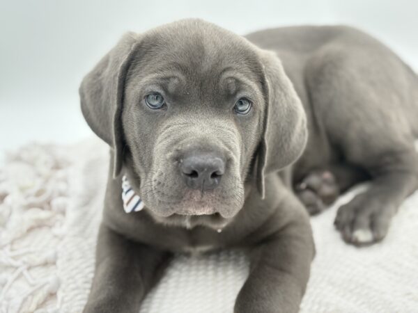 [#251744-02]  - Blue M Cane Corso Puppies for Sale