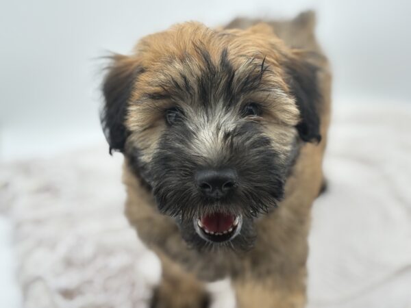 [#251608-05]  - Wheaten F Soft Coated Wheaten Terrier Puppies for Sale