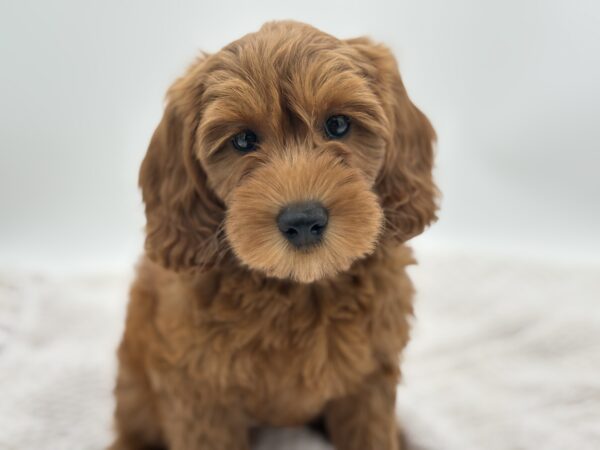 [#251403-06]  - Red F Goldendoodle Mini 2nd Gen Puppies for Sale