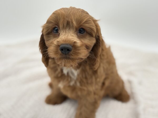 [#251540-03]  - Red M Cavapoo Puppies for Sale