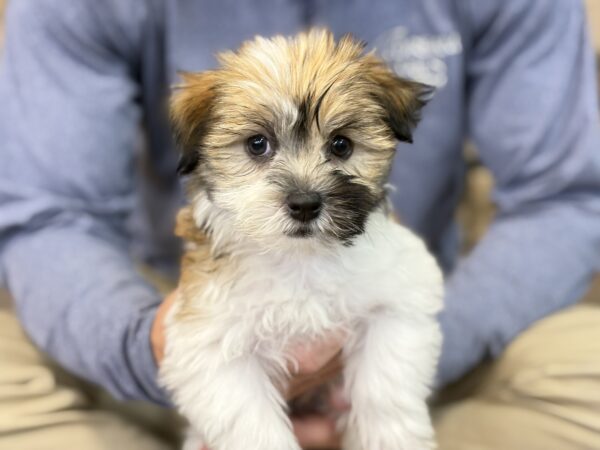 [#251257-01]  - Black Brindle M Havanese Puppies for Sale