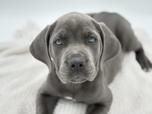 [#251549-04]  - Black F Cane Corso Puppies for Sale