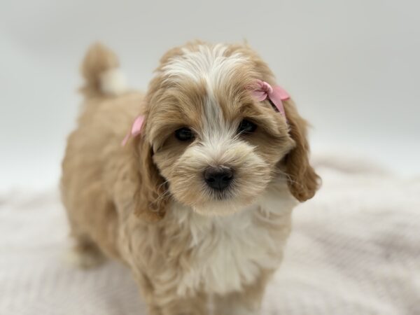 [#251819-06]  - Tan / White F Maltipoo Puppies for Sale