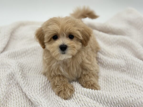 [#251950-03]  - Light Brown M Maltipoo Puppies for Sale