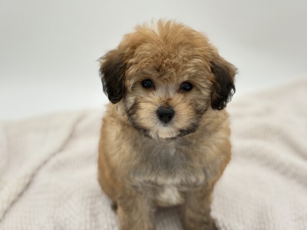 [#251597-02]  - Apricot F PomAPoo Puppies for Sale