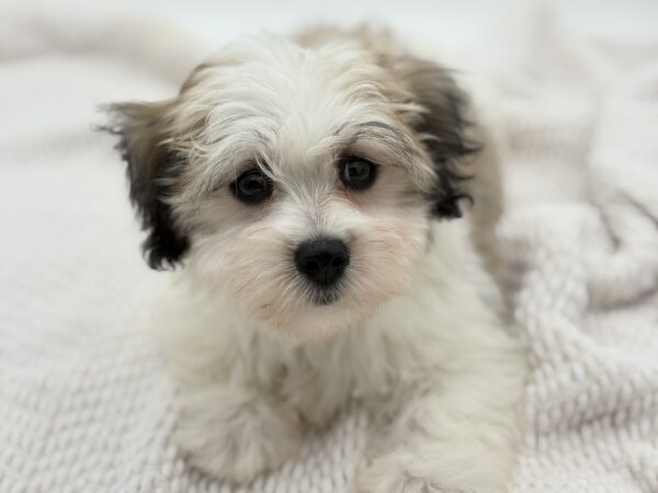 [#251558-05]  - Brown / White F Coton de Tulear Puppies for Sale