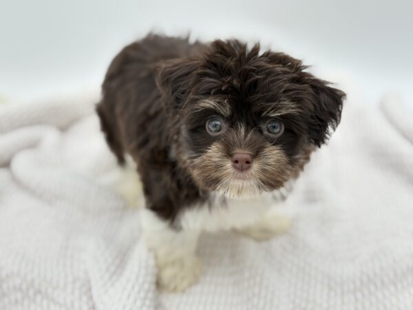 [#251533-03]  - Chocolate / White F Havanese Puppies for Sale