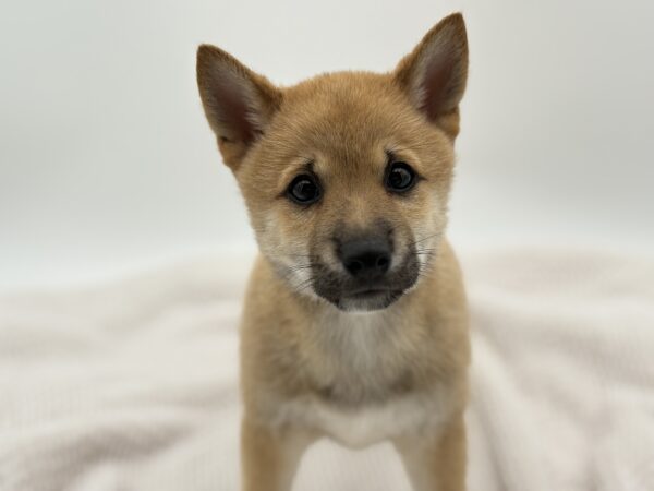 [#251350-02]  - Red M Shiba Inu Puppies for Sale