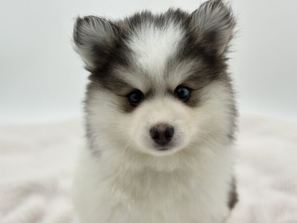 [#251578-02]  - Black / White M Pomsky Puppies for Sale