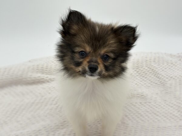 [#251723-06]  - Sable / White F Pomeranian Puppies for Sale