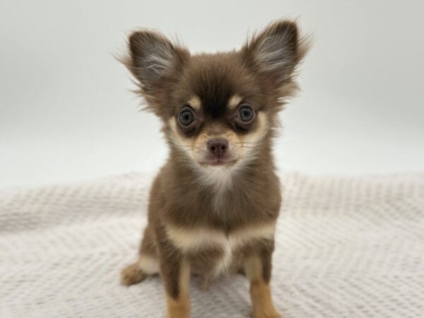 [#251142-02]  - Chocolate / White M Chihuahua Puppies for Sale