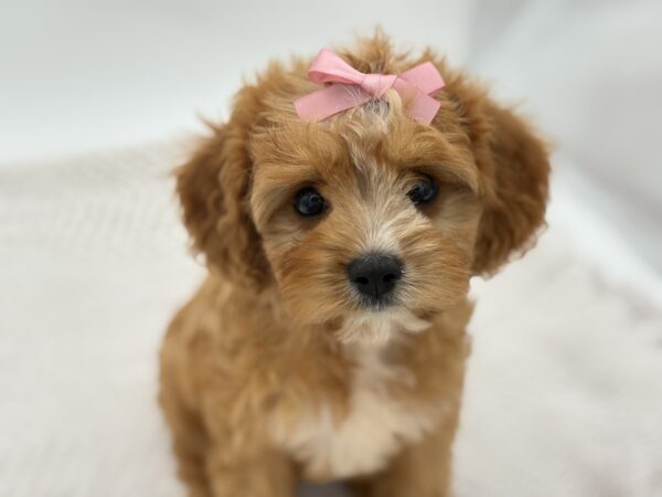 [#251825-03]  - Red / White F Cavapoo Puppies for Sale