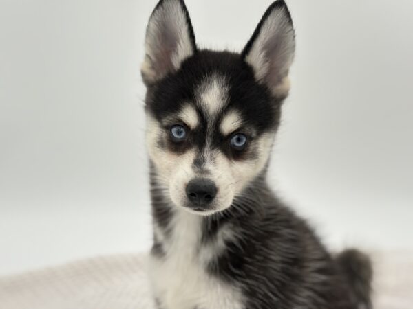 [#251829-02]  - Black / White M Alaskan Klee Kai Puppies for Sale