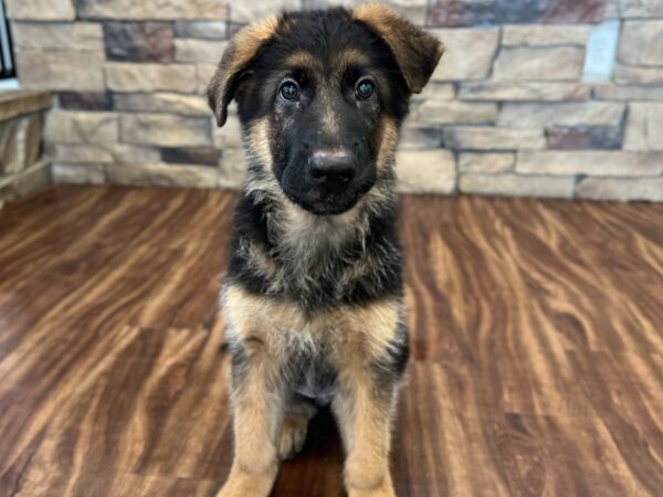 [#252008-01]  - Black / Red M German Shepherd Dog Puppies for Sale