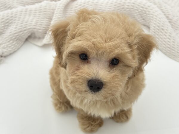 [#251381-03]  - Cream M Maltipoo Puppies for Sale
