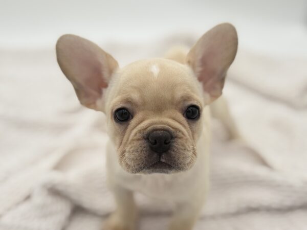 [#251405-04]  - Cream F French Bulldog Puppies for Sale