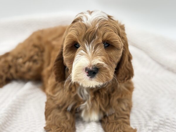 [#251534-03]  - Red M Goldendoodle Mini 2nd Gen Puppies for Sale