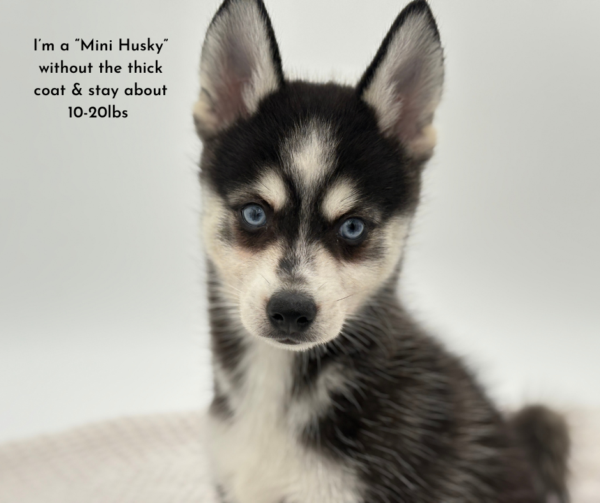[#251829-02]  - Black / White M Alaskan Klee Kai Puppies for Sale